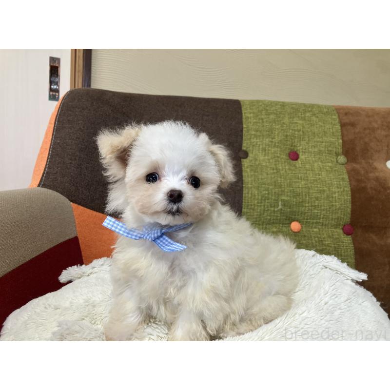 販売中の福岡県のマルプー:マルチーズ×トイプードル-439808の3枚目