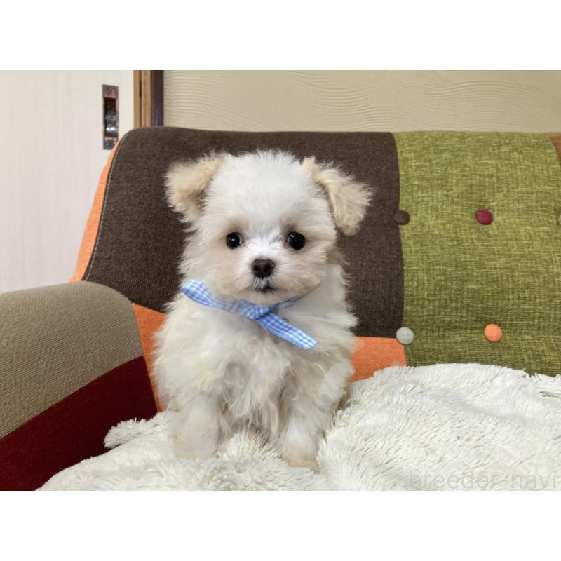販売中の福岡県のマルプー:マルチーズ×トイプードル-439808の2枚目