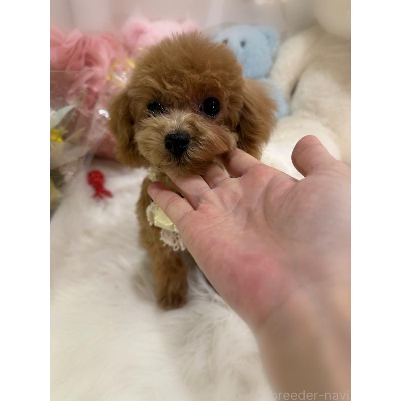 販売中の香川県のティーカッププードル-420758の2枚目