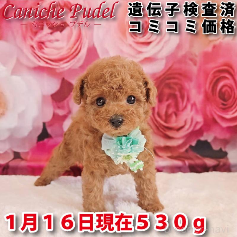 販売中の岐阜県のタイニープードル-439813
