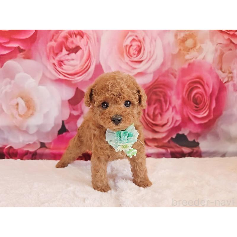 販売中の岐阜県のタイニープードル-439813の12枚目