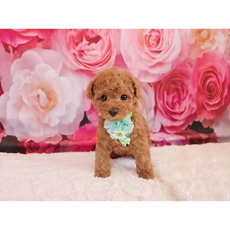 販売中の岐阜県のタイニープードル-439813の10枚目