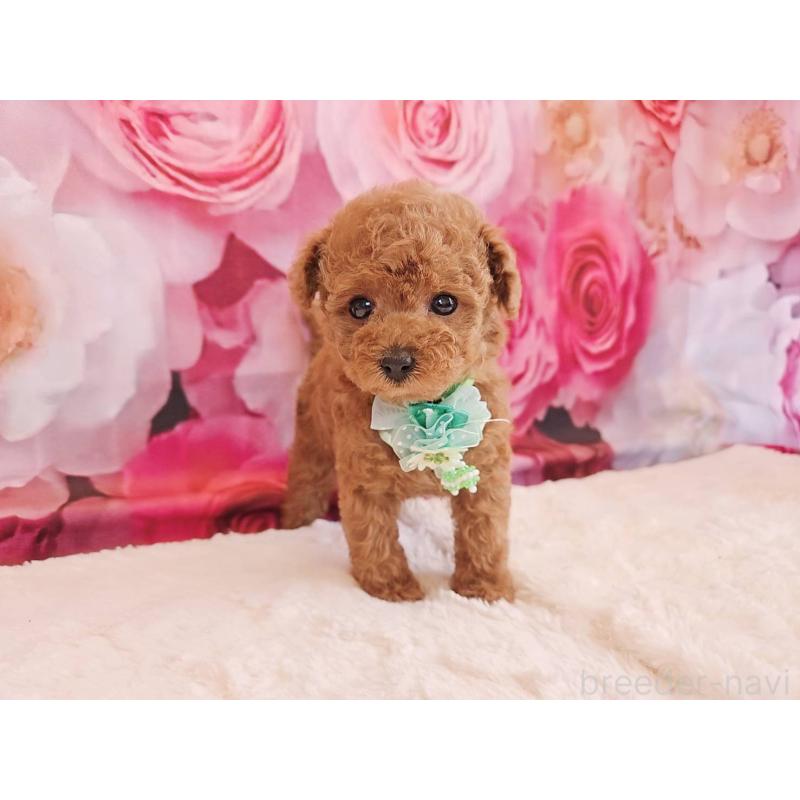 販売中の岐阜県のタイニープードル-439813の9枚目