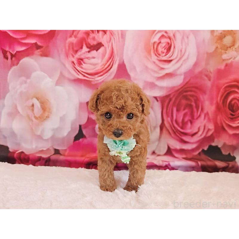 販売中の岐阜県のタイニープードル-439813の7枚目