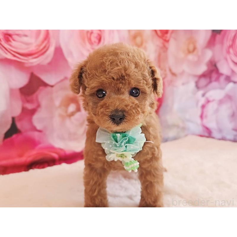 販売中の岐阜県のタイニープードル-439813の6枚目