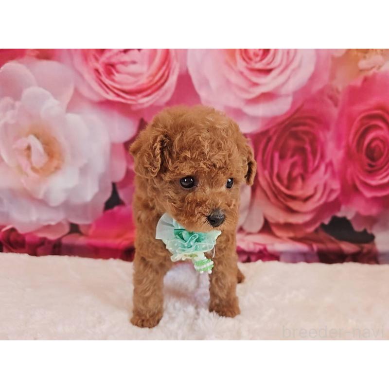 販売中の岐阜県のタイニープードル-439813の5枚目