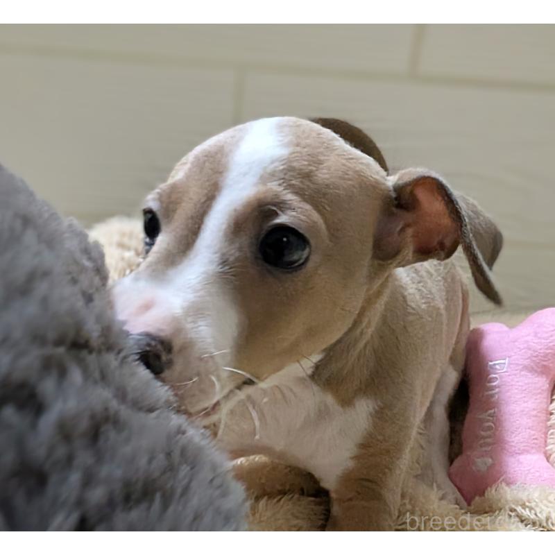 販売中の愛媛県のイタリアングレーハウンド(イタグレ)-430149の4枚目