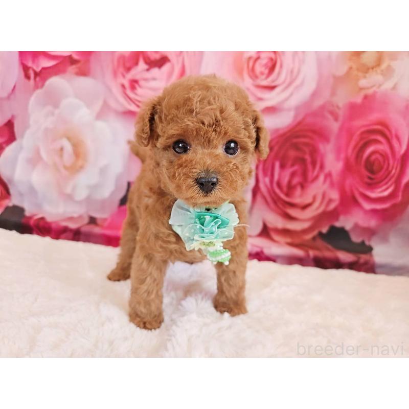 販売中の岐阜県のタイニープードル-439813の3枚目