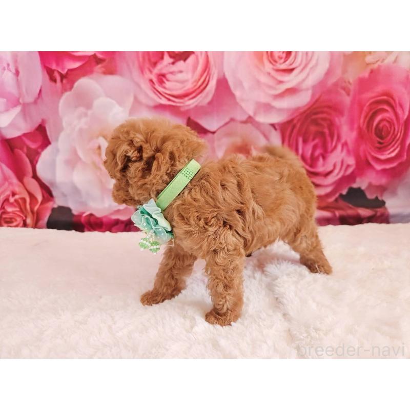 販売中の岐阜県のタイニープードル-439813の4枚目