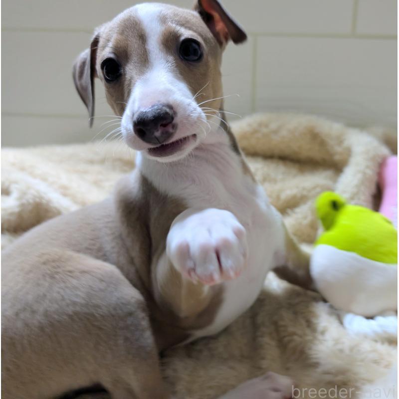 販売中の愛媛県のイタリアングレーハウンド(イタグレ)-430149の3枚目