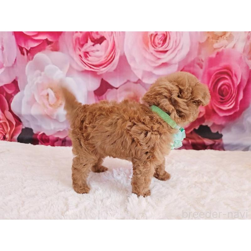 販売中の岐阜県のタイニープードル-439813の2枚目