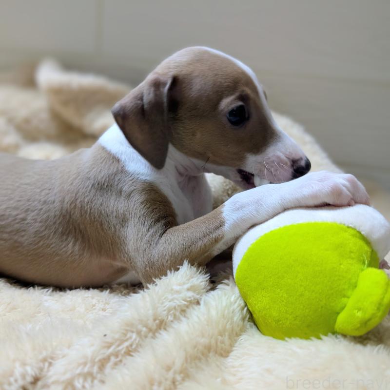 販売中の愛媛県のイタリアングレーハウンド(イタグレ)-430149の2枚目