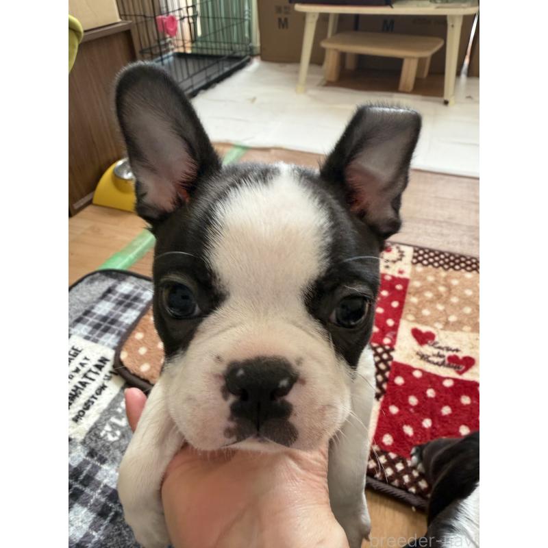 販売中の高知県のボストンテリア-439819の3枚目