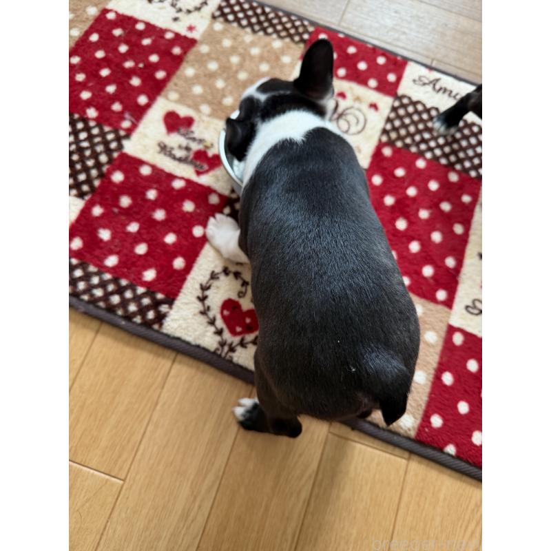 販売中の高知県のボストンテリア-439819の2枚目