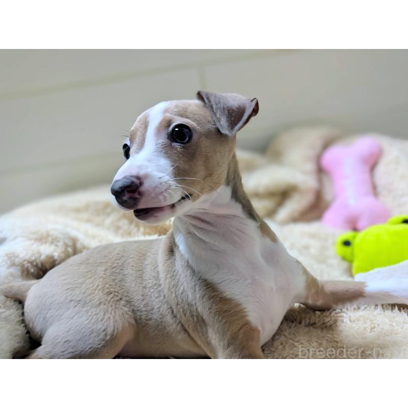 販売中の愛媛県のイタリアングレーハウンド(イタグレ)-430149