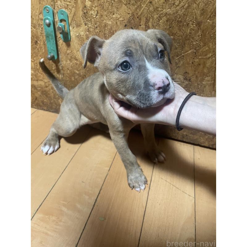 販売中の佐賀県のアメリカンピットブルテリア-436133