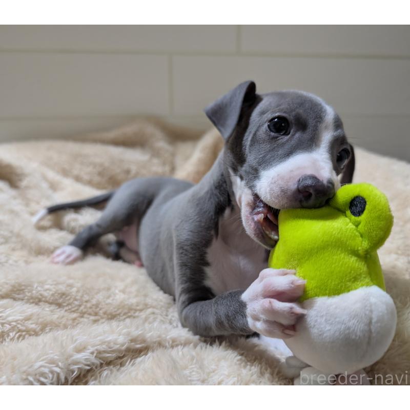 販売中の愛媛県のイタリアングレーハウンド(イタグレ)-430147の4枚目