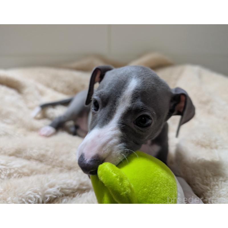 販売中の愛媛県のイタリアングレーハウンド(イタグレ)-430147の3枚目