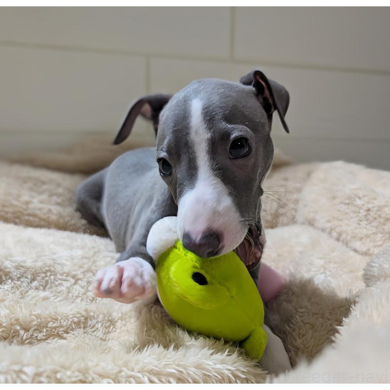 販売中の愛媛県のイタリアングレーハウンド(イタグレ)-430147の2枚目