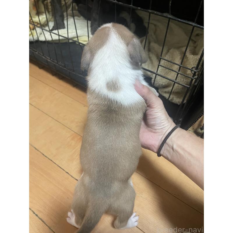 商談中の佐賀県のアメリカンピットブルテリア-435121の4枚目