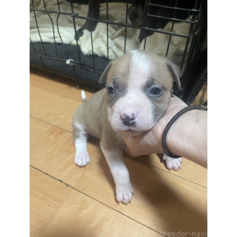 商談中の佐賀県のアメリカンピットブルテリア-435121の3枚目