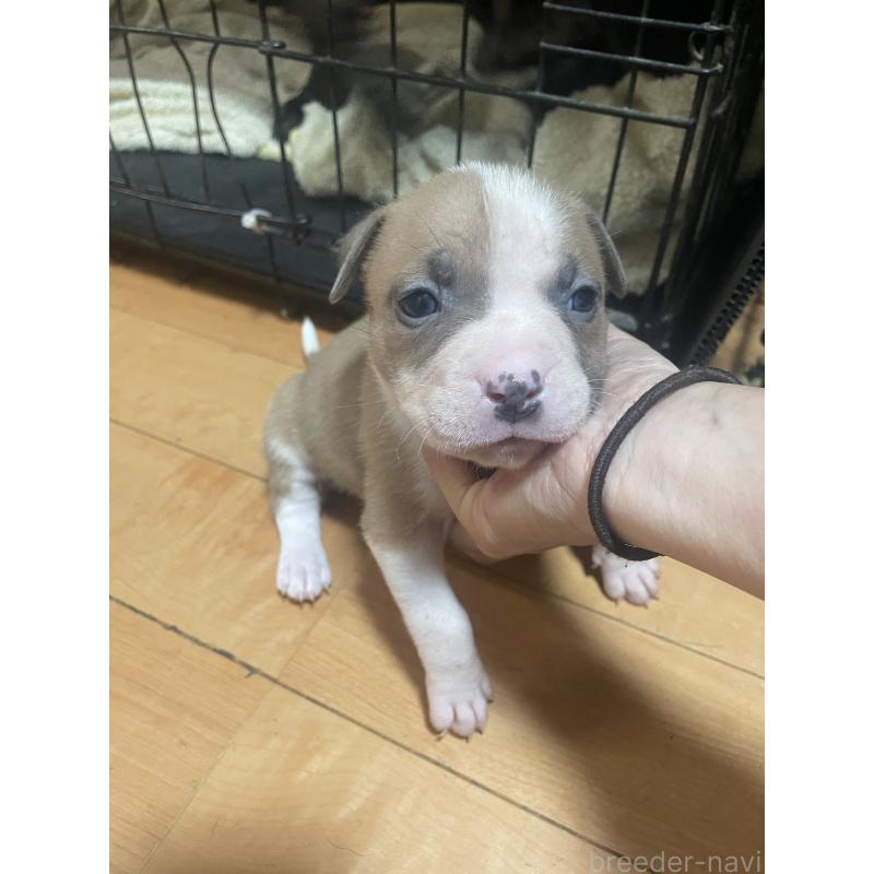 商談中の佐賀県のアメリカンピットブルテリア-435121の1枚目