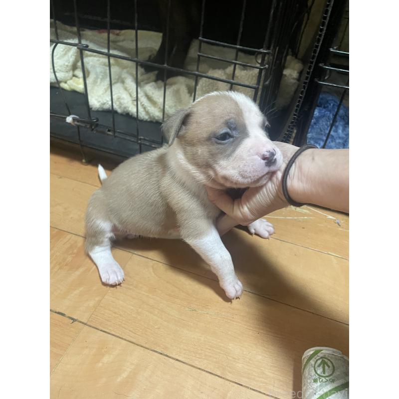 商談中の佐賀県のアメリカンピットブルテリア-435121の2枚目