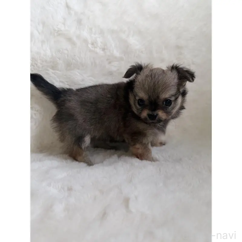 販売中の群馬県のチワワ(ロングコート)-439814の5枚目