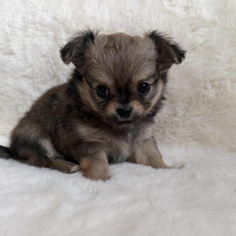 販売中の群馬県のチワワ(ロングコート)-439814の4枚目