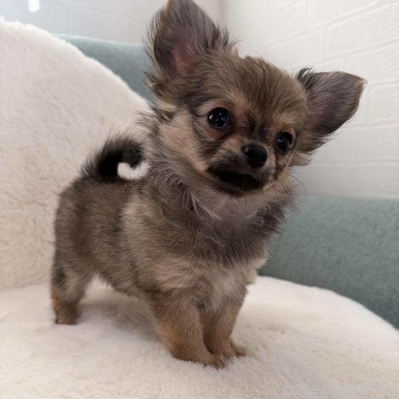 販売中の群馬県のチワワ(ロングコート)-439814の1枚目