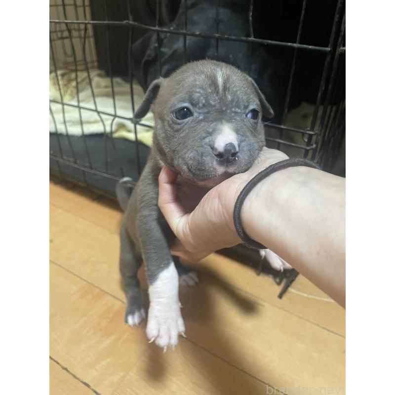 販売中の佐賀県のアメリカンピットブルテリア-435120