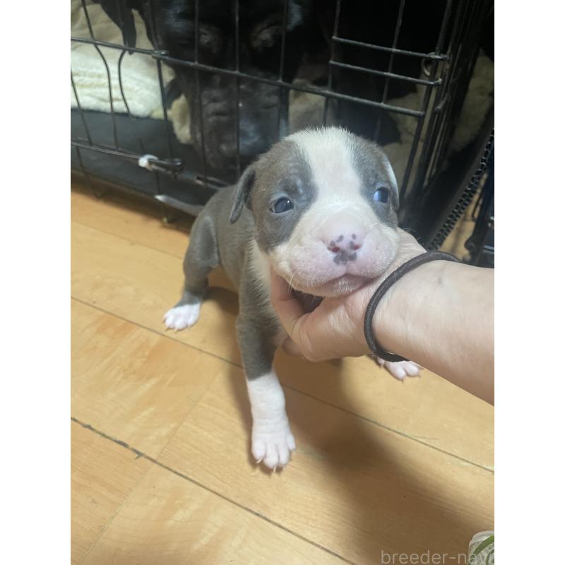 販売中の佐賀県のアメリカンピットブルテリア-435119