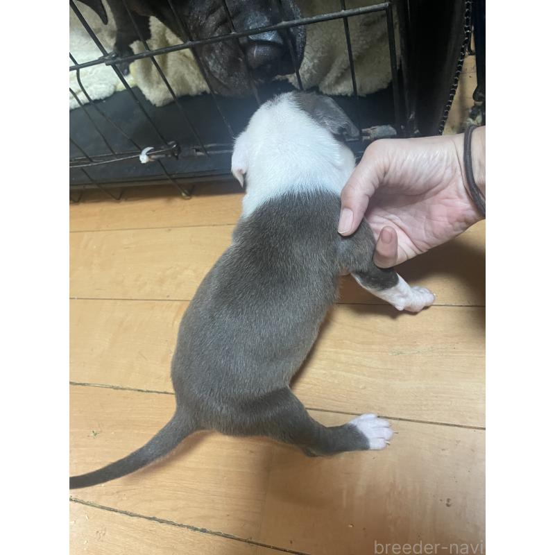 販売中の佐賀県のアメリカンピットブルテリア-435119の2枚目