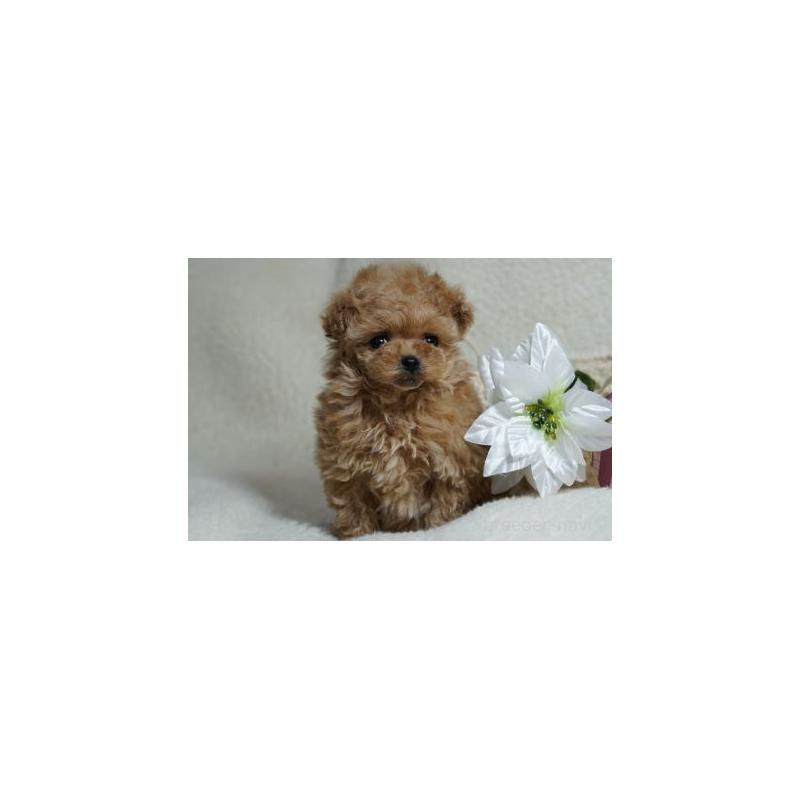 販売中の兵庫県のティーカッププードル-439815の2枚目