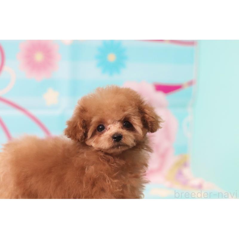 成約済の兵庫県のティーカッププードル-428243の6枚目