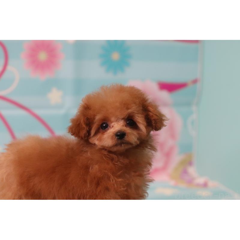 成約済の兵庫県のティーカッププードル-428243の5枚目