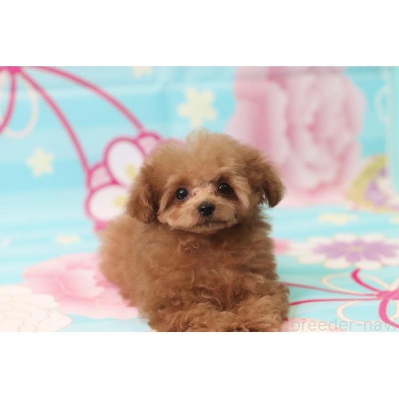 成約済の兵庫県のティーカッププードル-428243の4枚目