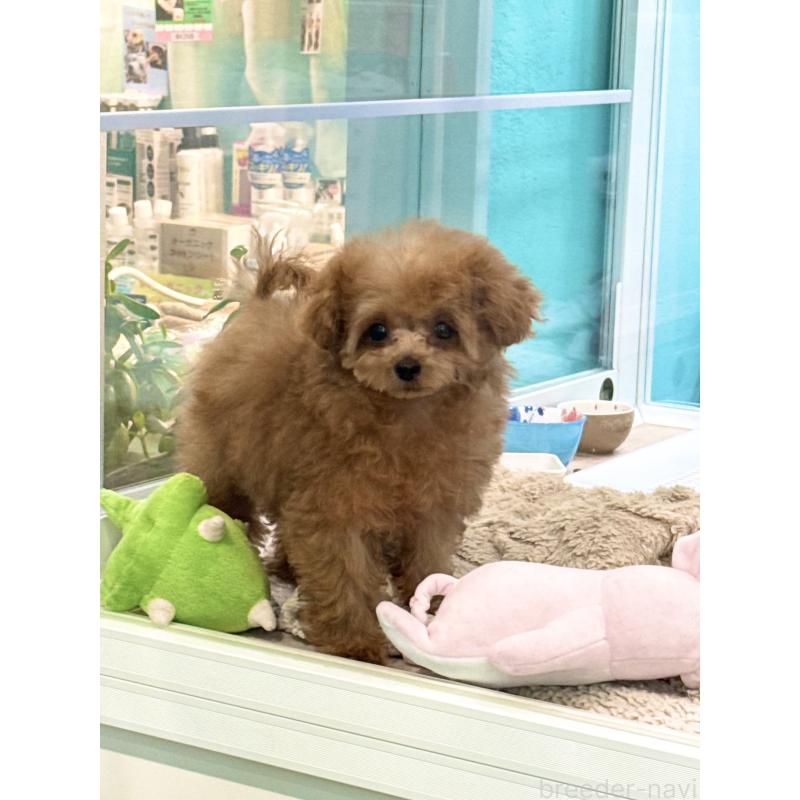 成約済の兵庫県のティーカッププードル-428243の3枚目