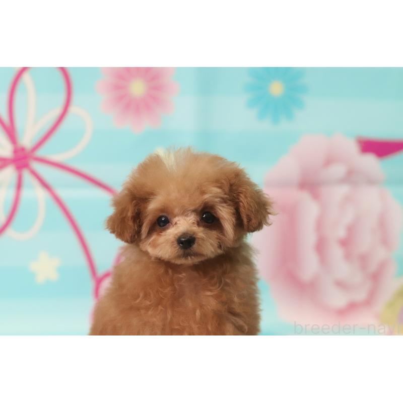 成約済の兵庫県のティーカッププードル-428243の2枚目