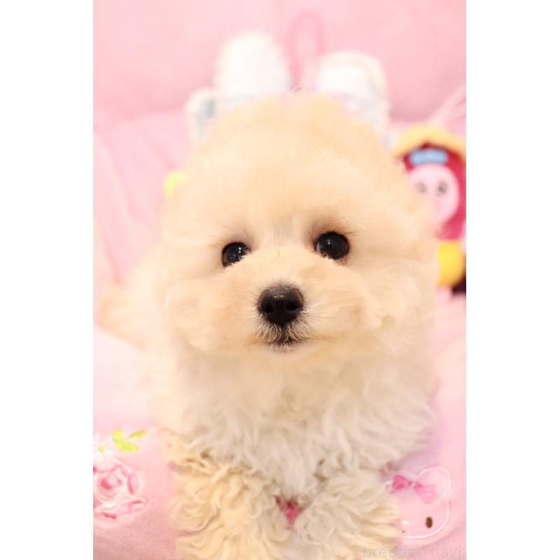 販売中の宮城県のチワプー:チワワ×トイプードル-435808の5枚目