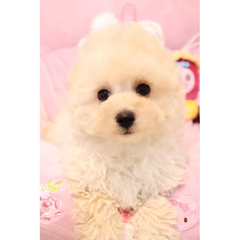 販売中の宮城県のチワプー:チワワ×トイプードル-435808