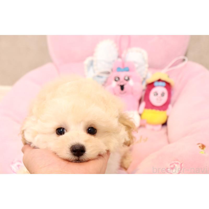 販売中の宮城県のチワプー:チワワ×トイプードル-435808の2枚目