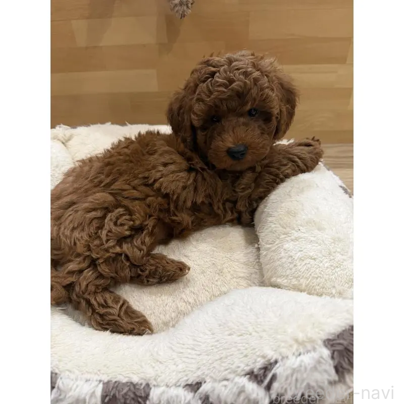 販売中の群馬県のトイプードル-439816の8枚目