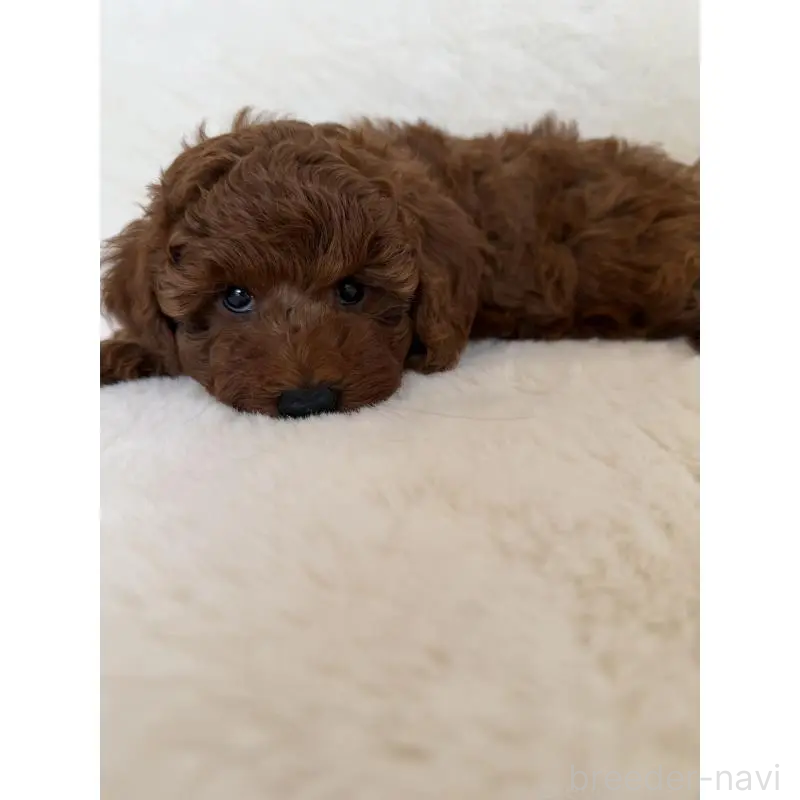 販売中の群馬県のトイプードル-439816の7枚目