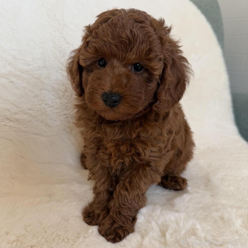 販売中の群馬県のトイプードル-439816の6枚目