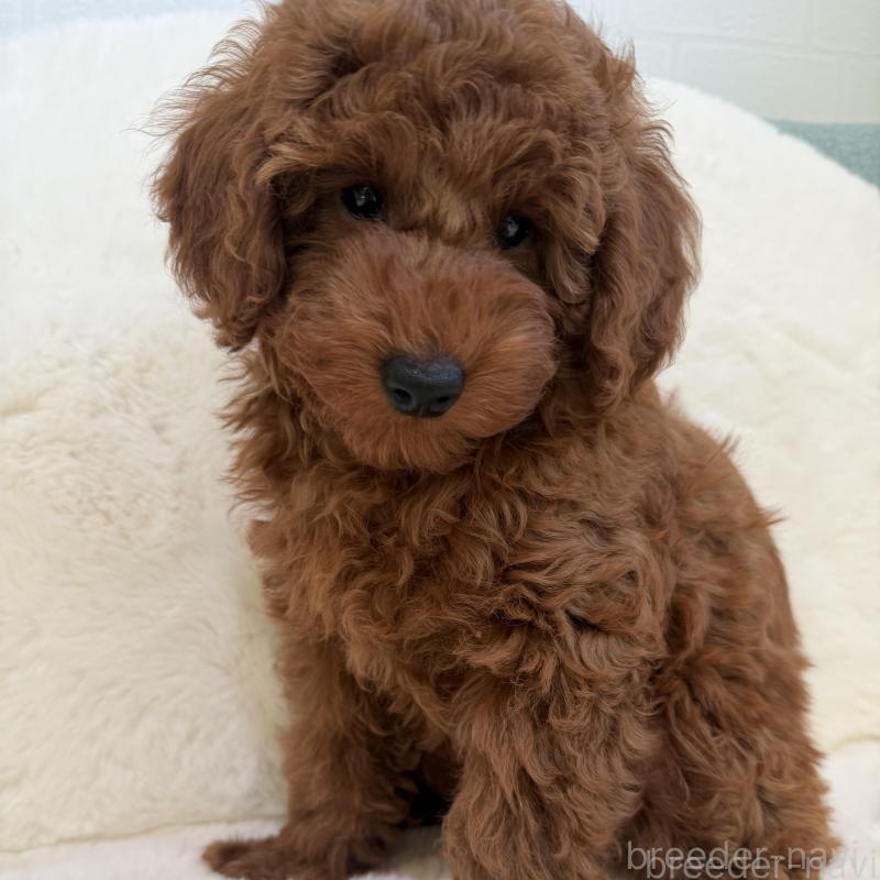 販売中の群馬県のトイプードル-439816の5枚目