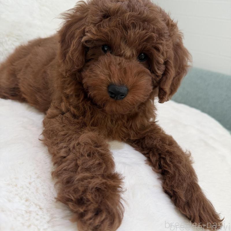 販売中の群馬県のトイプードル-439816の4枚目