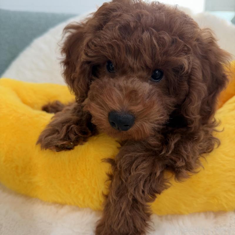 販売中の群馬県のトイプードル-439816の3枚目