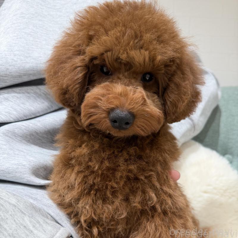 販売中の群馬県のトイプードル-439816の2枚目