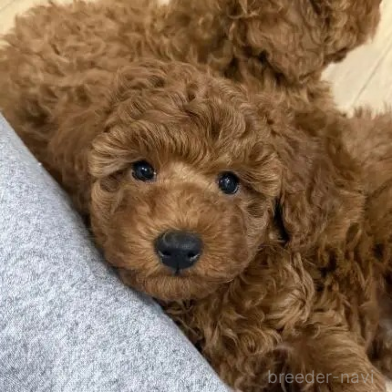 販売中ののトイプードル-439816